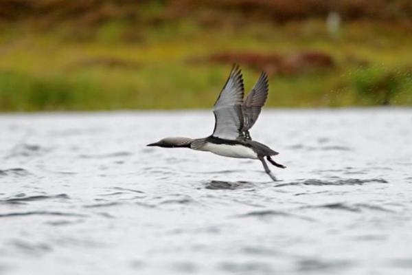 black throated diver legs