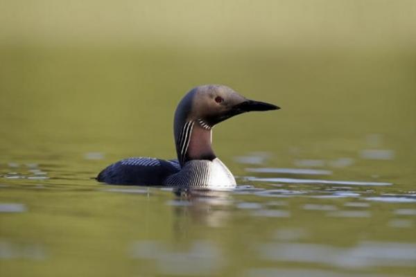 black throated diver