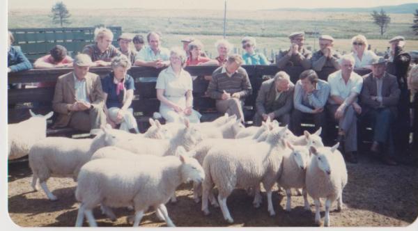 Forsinard sheep sale (1984)
