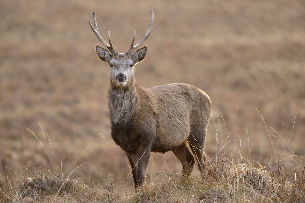 Red deer stag in Flow Country