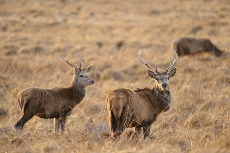 Red deer stags in Flow Country