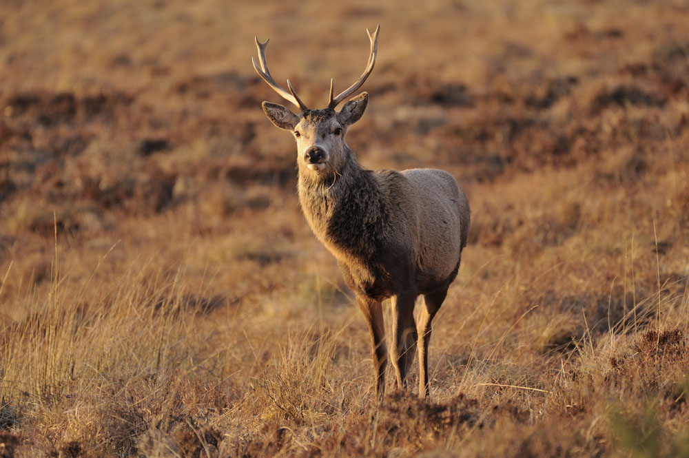 Red deer stag in Flow Country