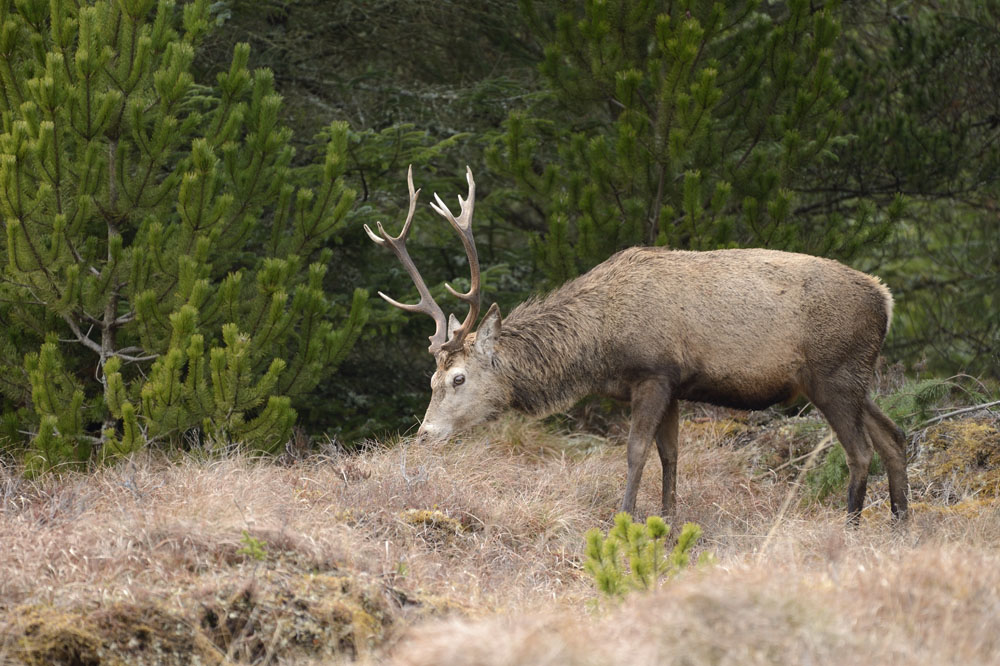 Red deer stag