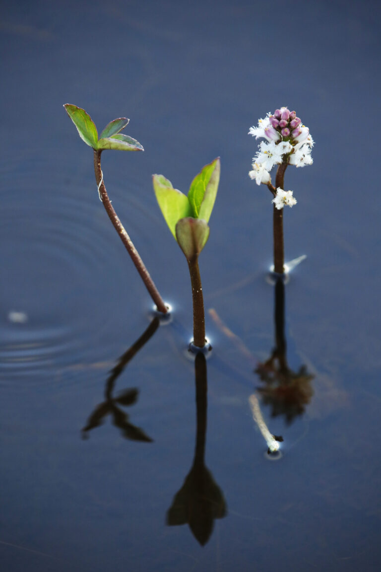 Bog bean