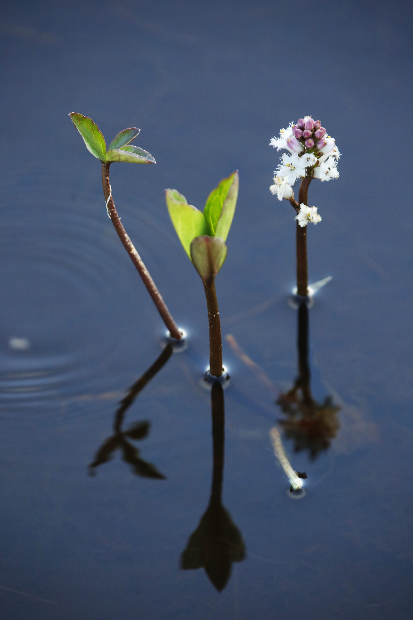 Flora & Fauna - The Flow Country The Flow Country