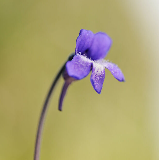Purple common butterwort flower on green background