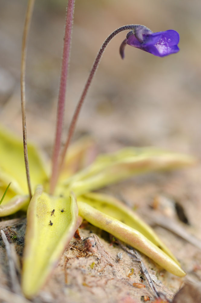Common butterwort with flower