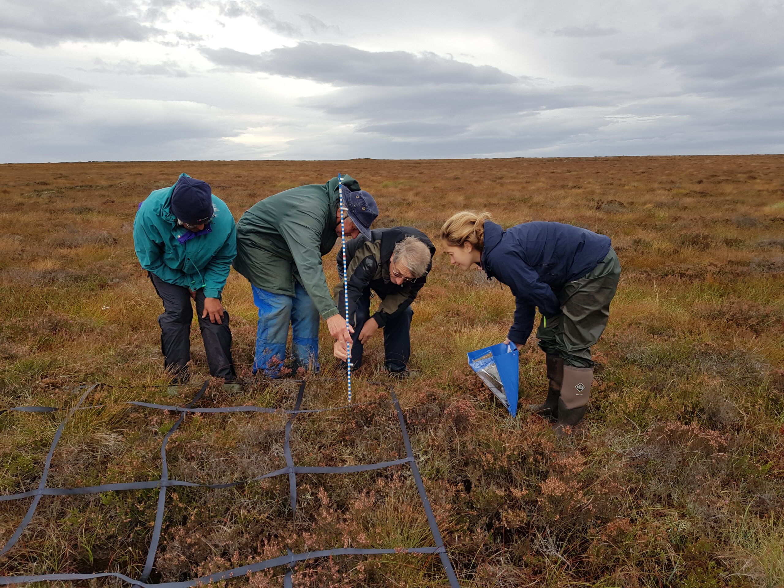 A group of volunteers look at vegetation in a quadrat